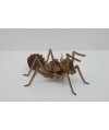 Hormiga